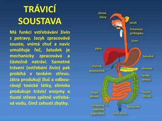 PPT - STAVBA LIDSKÉHO TĚLA PowerPoint Presentation, free download - ID:2586098