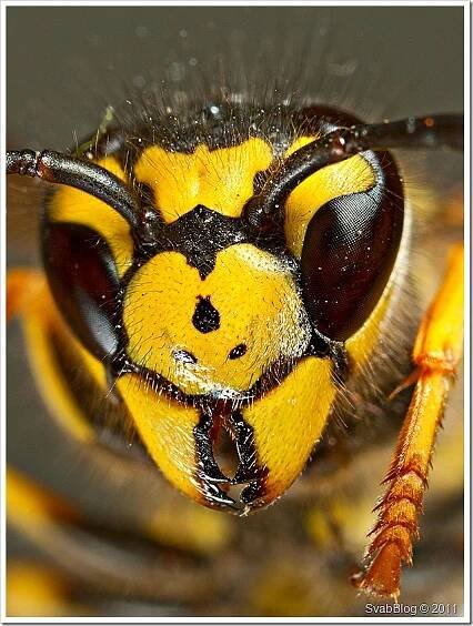 Vosa útočná (Vespula germanica (Fabricius, 1793))