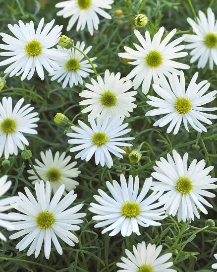 Brachyscome multifida SurdaisyTM White
