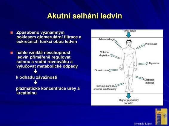 PPT - SpeciÃ¡lnÃ­ patofyziologie ledvin PowerPoint Presentation, free ...