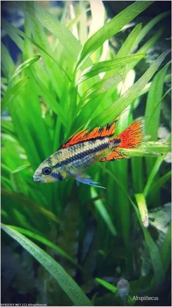 Cichlidka papouščí - Apistogramma cacatuoides