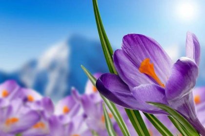 Tapeta na monitor | Jarní | krokusy, květiny, jaro