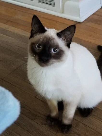 Blue-eyed Siamese Cat