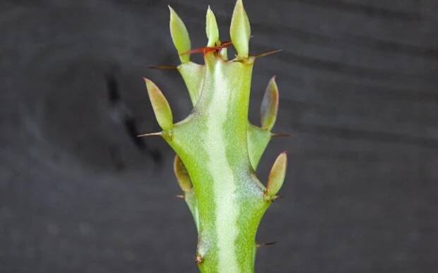 Euphorbia knuthii