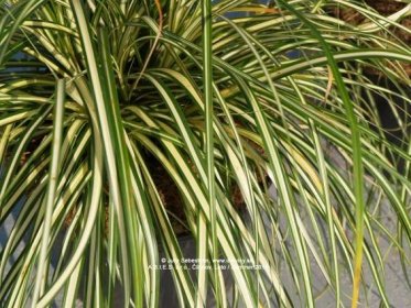 Ostrica ošimenská Evergold (Večné zlato) | Carex oshimensis Evergold - Záhradníctvo ABIES