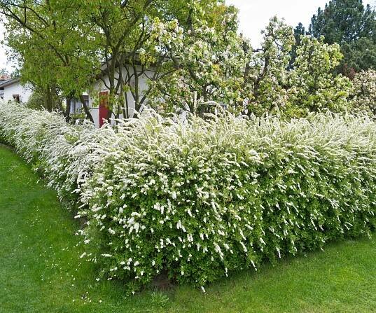 Spiraea x cinerea 'Grefsheim'