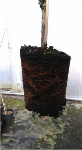 Sazenice vinné révy. SUPER víno a džusy Salome 1,1 m, letos ovoce Rostlina v podobě sazenice v nádobě 1–2 l