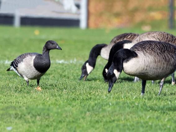 Juvenile (Atlantic) (with Canada Goose) - ML59942561