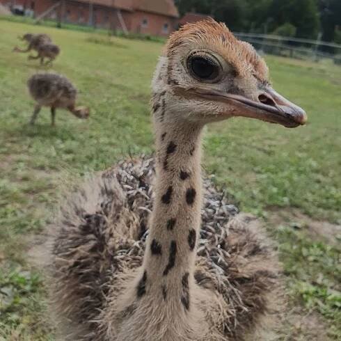 Prodej plodných pštrosích vajec, kuřat a dospělých pštrosů