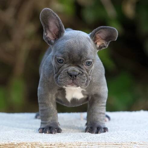 Expertly Bred: French Bulldog Puppies From Our Breeding