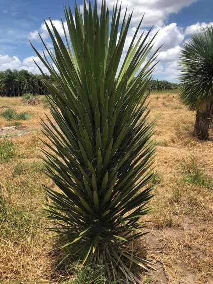 Yucca-filifera