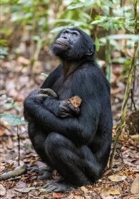 Magnificent Picture of Ape ​​Cuddling Another Species is Finalist in  Wildlife Photographer of the Year – SEE Photos