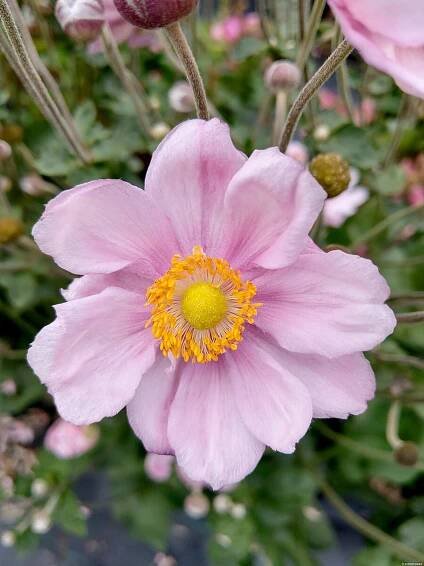 Anemone hybrid KÖNINGIN CHARLOTTE - sasanka, anemonka - Lukon Glads s.r.o.