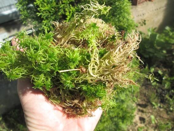 Sphagnum mech. Sphagnum mech: fotografie místa, kde roste. Životní cyklus sphagnum mechu
