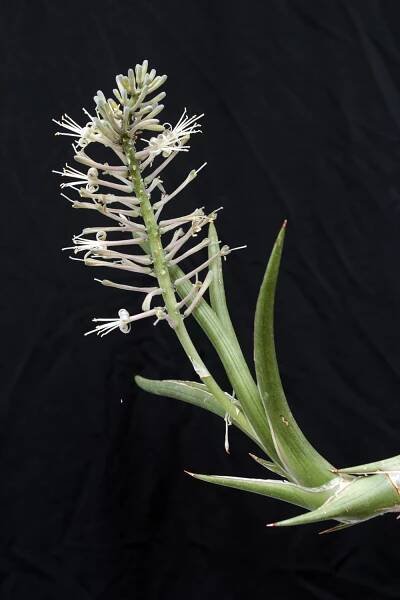 S. gracilis – International Sansevieria Society