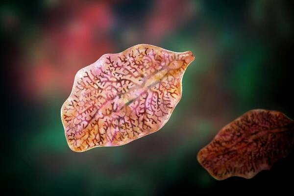 Motolice jaterní (Fasciola hepatica), 3D ilustrace – Kateryna Kon / Shutterstock