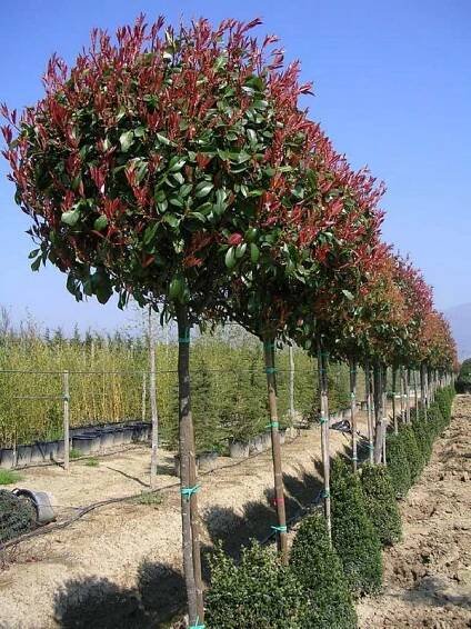 Photinia x fraserii Red Robin Alto Fusto