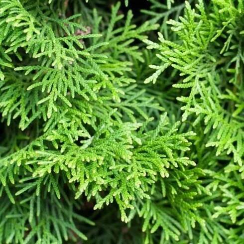 Zerav západní SMARAGD NA KMÍNKU jedinečná TUJA KULIČKA tvarovaná na kmeni  Latinský název thuja occidentalis 'smaragd'