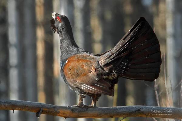 Hrabaví | Štěpán Mikulka | Wildlife fotograf