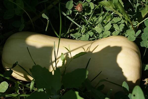 Don't be squashed for time-Start your squash plants indoors and prepare the soil for planting outside.