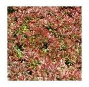 Berberis thunbergii Atropurpurea Nana