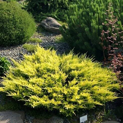Jalovec obecný „Goldschatz“ (Juniperus communis)