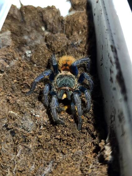 Ch. cyaneopubescens - samice, adult?