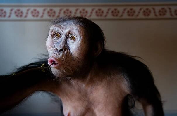 Ikonický předek člověka Australopithecus afarensis „Lucy“ společně se „Selam“ v srpnu zavítá do Prahy!