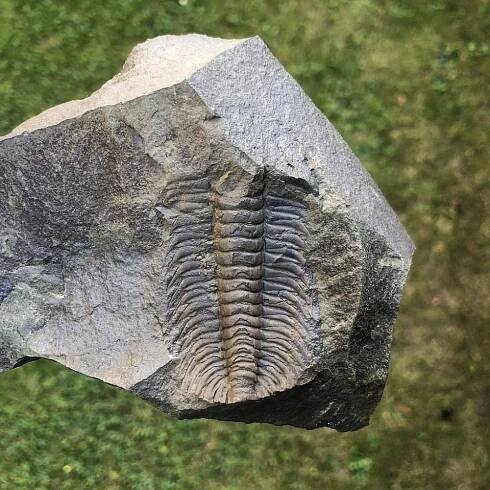 Paradoxides gracilis