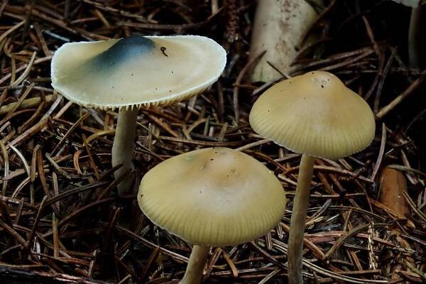 Lysohlávka tajemná - Psilocybe arcana Hlaváček&Borovička jedovatá | www.ohoubach.cz