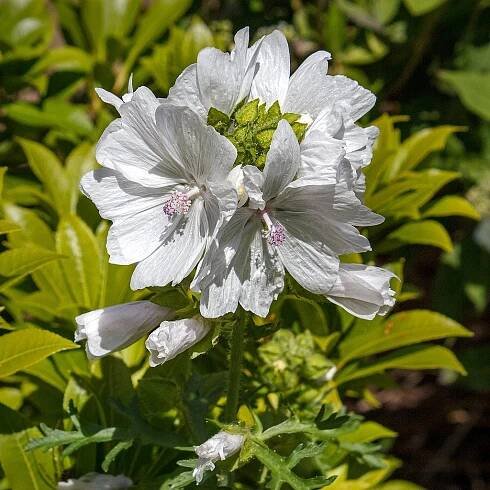 Malva moschata f. alba