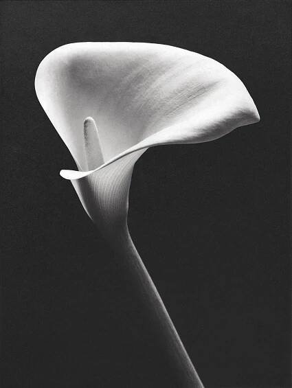 Arum Lily