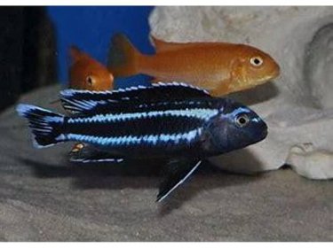 Melanochromis johannii - Tlamovec Johannův 4-5cm