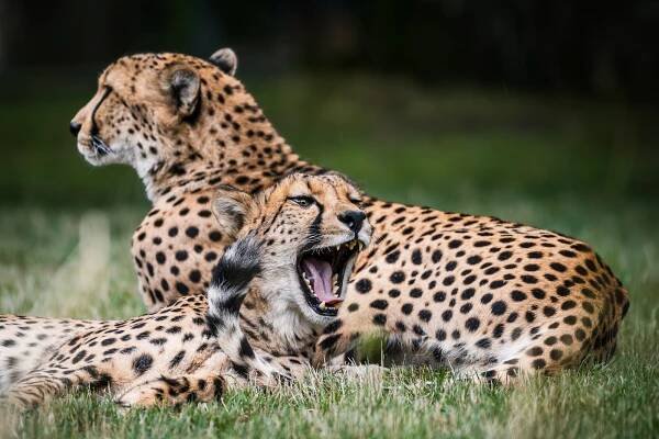 SAFARI PARK RESORT : Zážitky v SAFARI PARKU pro veřejnost