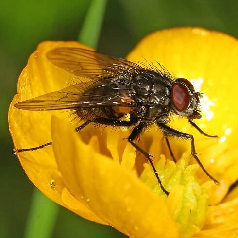 Brachycera - Wikispecies