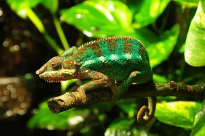 How Do You Take Care of Panther Chameleons as Pets?