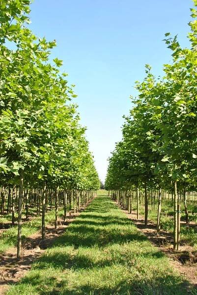 Platanus ×hispanica TREEVOLUTION® ('Woodside Column') | platan javorolistý TREEVOLUTION® ('Woodside Column') - Van den Berk