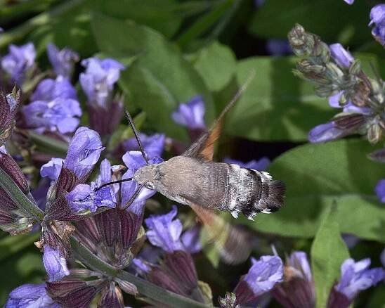 Obrázek - Macroglossum stellatarum (dlouhozobka svízelová) | BioLib.cz