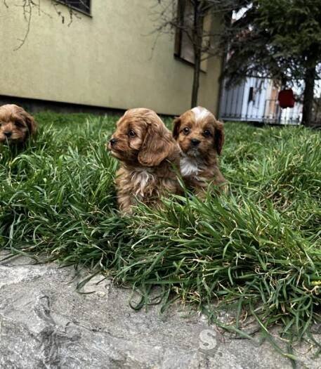 Cavapoo štěňata na prodej