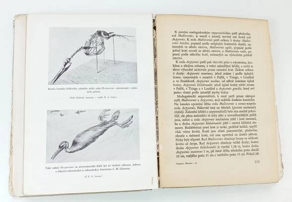 📙 Pravěké ptactvo - Josef Augusta (1949, Jos. R. Vilímek)
