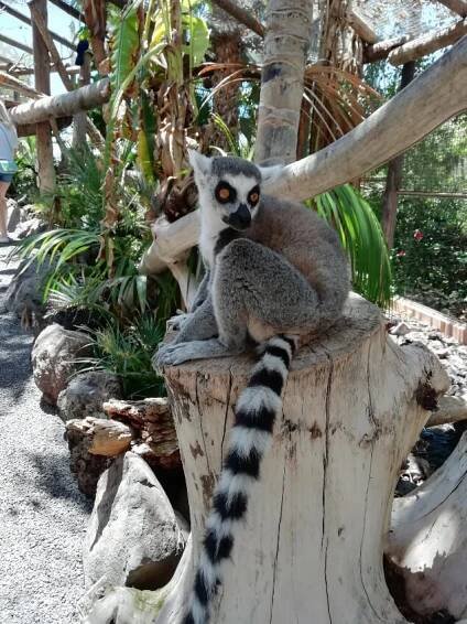 Lemur sat on a small tree stump in Jungle Park Tenerife