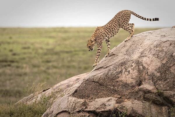thornton-safaris-cheetah-on-rock-serengeti.jpg