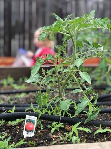 F&F Kitchen Garden - Farmer and Frenchman Winery