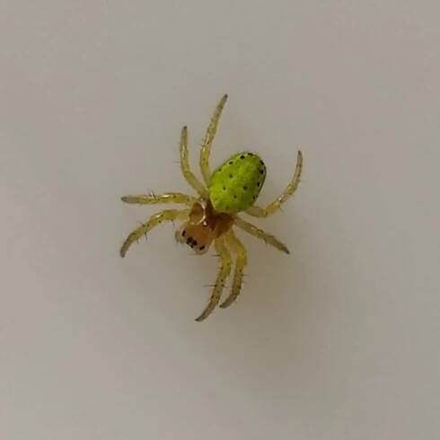 Soubor:Araniella cucurbitina, Prague.jpg – Wikipedie