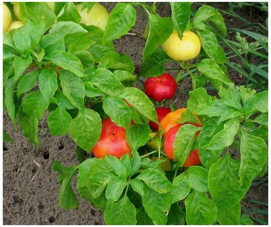 Rajčatová paprika Nagykuti - Capsicum annuum - semena - 7 ks