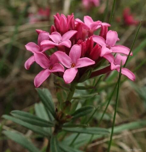 Lýkovec vonný (Daphne cneorum)