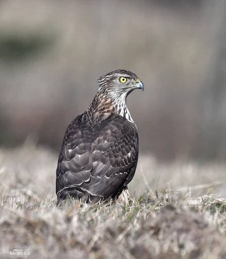Jestřáb lesní | Naturfoto.cz