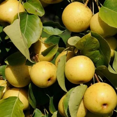 OUR FRUITS – Kannonyama Fruit Garden