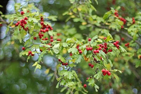 Hawthorn tree guide: berry, blossom and why it's called the May tree