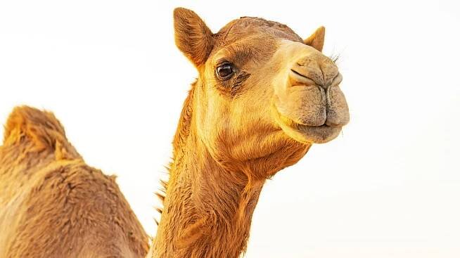 Here's Where Camel Milk Is Becoming The New Go-To For Coffee - Mashed